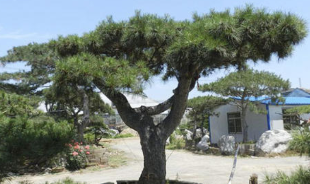 大型古松基地：大型古松種植時(shí)哪些問(wèn)題需注意？