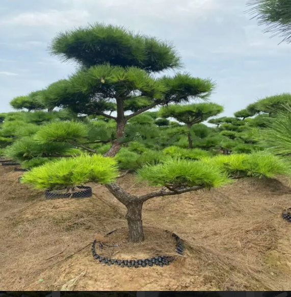 多風(fēng)季節(jié)要注意萊蕪造型黑松倒伏的問(wèn)題