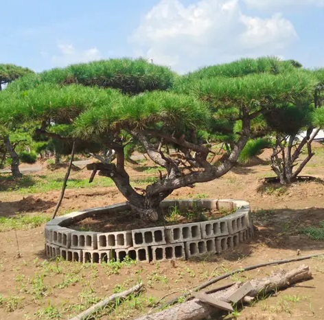 萊蕪造型松栽植之后應(yīng)該如何管理？