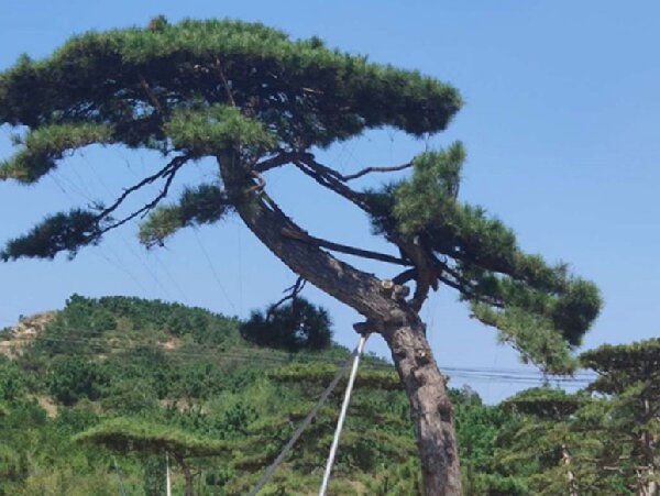 萊蕪造型油松造林選地很重要，撫育管理要記牢！