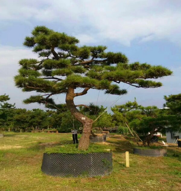 萊蕪造型黑松如何栽植才能生長(zhǎng)良好？